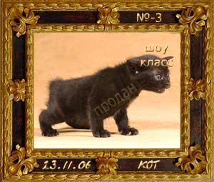 Котёнок №3 чёрный