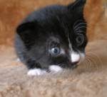 Кот, короткошерстный, чёрный с белым (биколор), 20.07.10, продан
